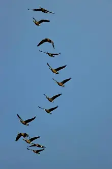 Willamette Valley Prints: Canada geese (Branta canadensis) at McFadden's Marsh