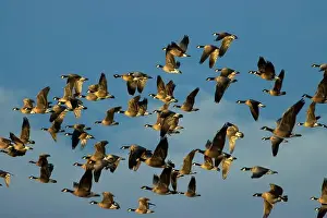 Willamette Valley Prints: Canada geese (Branta canadensis) at McFadden's Marsh