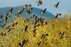 Willamette Valley Prints: Canada geese (Branta canadensis) at McFadden's Marsh