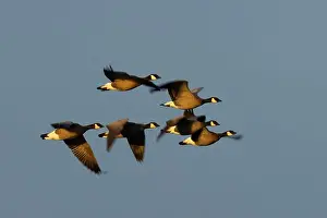 Willamette Valley Prints: Canada geese (Branta canadensis) at McFadden's Marsh