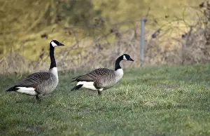 Grass Field Prints: Canada geese (Branta canadensis) in a meadow