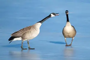 Communicating Prints: Canada geese (Branta canadensis) pair bonding