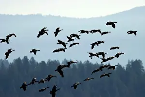 Ostertag Prints: Canada geese (Branta canadensis) silhouette in flight