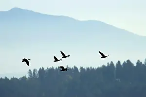 Ostertag Prints: Canada geese (Branta canadensis) silhouette in flight