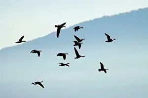 Ostertag Prints: Canada geese (Branta canadensis) silhouette in flight
