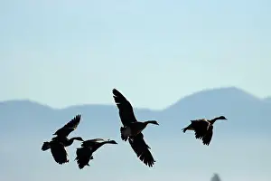 Ostertag Prints: Canada geese (Branta canadensis) silhouette in flight
