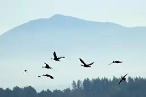 Ostertag Prints: Canada geese (Branta canadensis) silhouette in flight