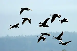 Canada geese (Branta canadensis) silhouette in flight, Kootenai National Wildlife Refuge, Idaho