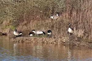 Bird Reserve Prints: Six Canada Geese (branta canadensis) standing in reeds at the side of the water