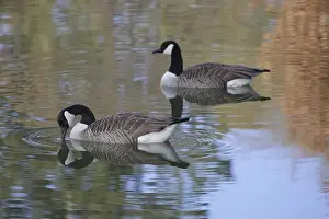 In The Water Prints: Two Canada geese (Branta canadensis) swimming in the water. A goose drinking