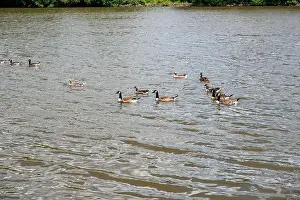Anserini Prints: Many Canada geese ( Branta canadensis ) swimming in the water near the river bank