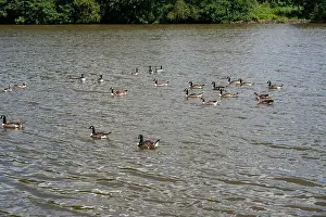 Anserini Prints: Many Canada geese ( Branta canadensis ) swimming in the water near the river bank