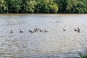 Anseriformes Prints: Many Canada geese ( Branta canadensis ) swimming in the water near the river bank