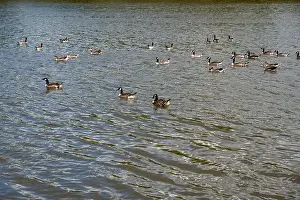 Anseriformes Prints: Many Canada geese ( Branta canadensis ) swimming in the water near the river bank