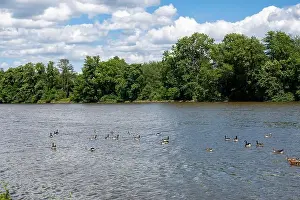 Anserini Prints: Many Canada geese ( Branta canadensis ) swimming in the water near the river bank with blue sky and clouds