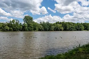 Anseriformes Prints: Many Canada geese ( Branta canadensis ) swimming in the water near the river bank with blue sky and clouds