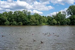 Anseriformes Prints: Many Canada geese ( Branta canadensis ) swimming in the water near the river bank with blue sky and clouds