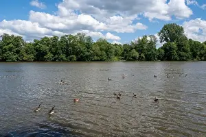 Anseriformes Prints: Many Canada geese ( Branta canadensis ) swimming in the water near the river bank with blue sky and clouds