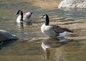 Carolina Prints: Two Canada geese in bright sunshine in water in a rocky stream
