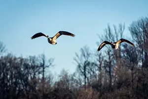 Arctic Animal Prints: Canada Geese in Flight