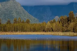 Water Fowl Prints: Canada geese float peacefully on Lake Matheson