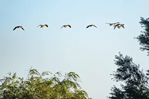 Anserini Prints: Canada geese fly over the forest