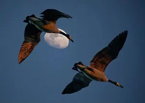 Heavens Prints: Two Canada geese fly past a waxing crescent moon in the golden hour of sunset
