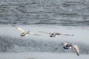 Anserini Prints: Canada geese fly over the sea