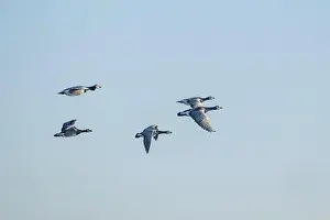 Anserini Prints: Canada geese fly over the sea