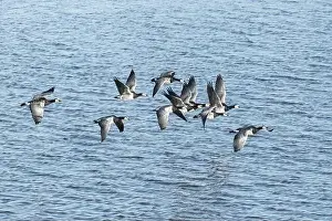 Anserini Prints: Canada geese fly over the sea