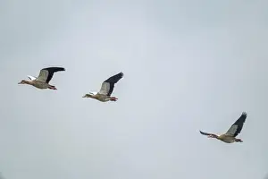 Anserini Prints: Canada geese fly over the sea