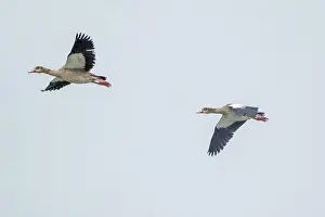 Anserini Prints: Canada geese fly over the sea