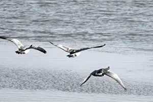 Anserini Prints: Canada geese fly over the sea
