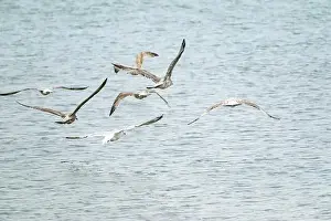 Anserini Prints: Canada geese fly over the sea