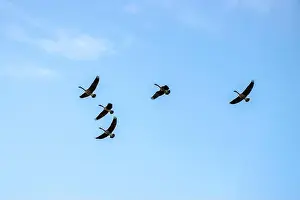 Cloud Sky Prints: Canada geese flying in formation under a blue sky. View from the ground