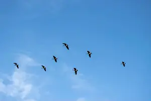 Cloud Sky Prints: Canada geese flying in formation under a blue sky with light clouds. View from the ground