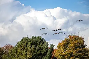 Cloud Sky Prints: Canada geese flying in formation over colorful trees in autumn