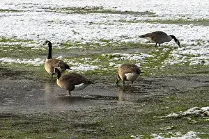 Anserini Prints: Canada geese foraging for food on a partially snow-covered grassy field with puddles