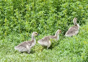 Goslings Prints: Canada Geese goslings following through green plants and grass in a local city park