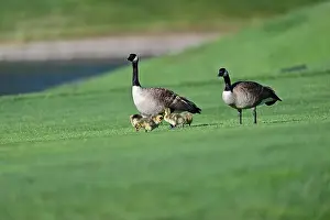 Baby Geese Prints: Canada Geese with Goslings on Golf Course