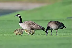 Baby Geese Prints: Canada Geese with Goslings on Golf Course