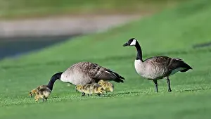 Baby Geese Prints: Canada Geese with Goslings on Golf Course