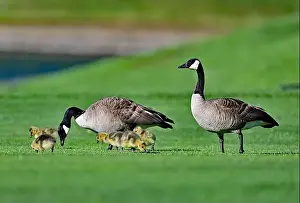 Baby Geese Prints: Canada Geese with Goslings on Golf Course