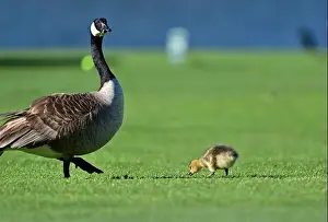 Baby Geese Prints: Canada Geese with Goslings on Golf Course