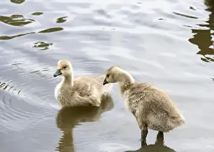 Protecting Prints: Canada Geese goslings in shallow water at a local city park pond