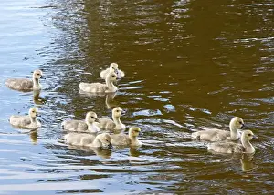 Protecting Prints: Canada Geese goslings swimming in a pond at a local city park