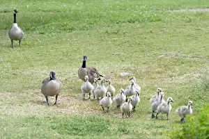 Protecting Prints: Canada Geese with goslings walking in a grassy area in a city park