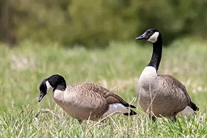 Mates Prints: Two Canada Geese grazing in a rural feed
