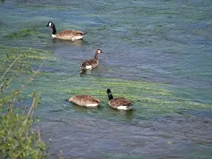 Stay Prints: Canada geese and a greylag goose swimming against the current on a river