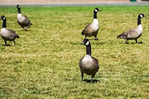 Geese Prints: Canada geese on a park meadow, California